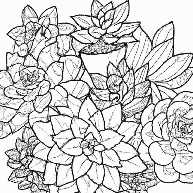 desenhos suculenta 2304487