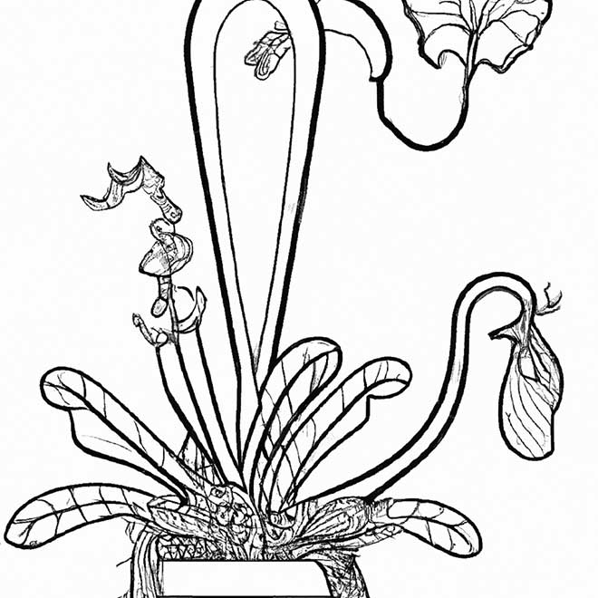pintar planta carnivora 8104461 2