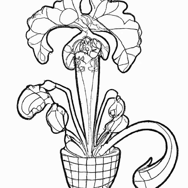 pintar plantas carnivoras 4541292 2